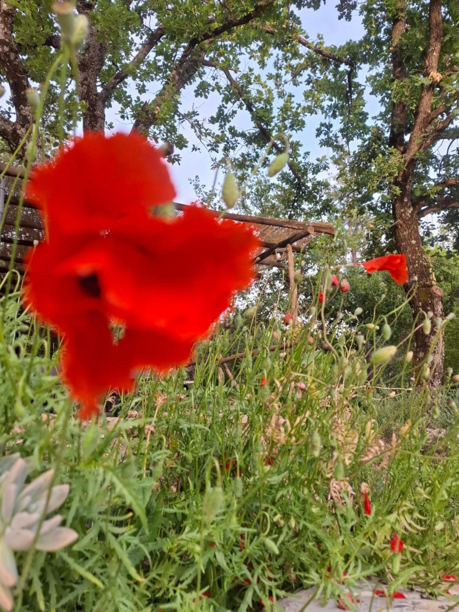 Agriturismo E Glamping Serraiola Alta Monterotondo  Kültér fotó